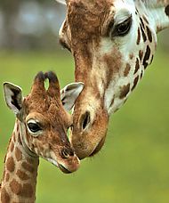 <b>Voyagers® </b>Screensaver – You will love it!