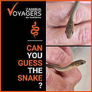 Can you Guess the Snake?