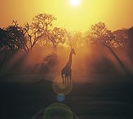 Zambia Residents Specials