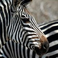 2 or 3 Night Fly-In Packages to Flatdogs Camp